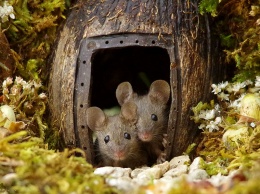 Британский фотограф построил садовым мышам деревню (фото)