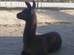 У подрастающей малышки ламы в Бахчисарайском зоопарке появился братик