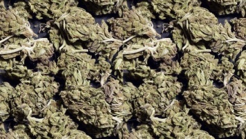 В Приморье наркополицейские задержали мужчину с 82 кг марихуаны
