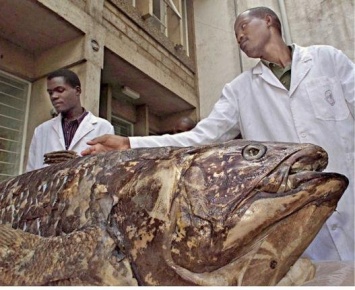 В Южной Африке палеонтологи нашли останки доисторической сухопутной рыбы