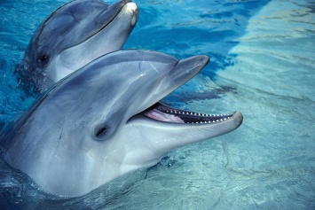 На Первом канале стартует новый телепроект «Вместе с дельфинами»