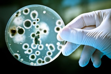 Ученые: Поедающие электричество бактерии устроят революцию в науке