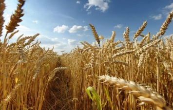 Украина экспортировала около 10 тонн зерновых