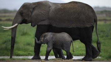 У слонов обнаружен механизм защиты от рака