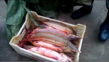В Одесской обл. задержали двоих браконьеров, выловивших редкой рыбы на 750 тыс. гривен