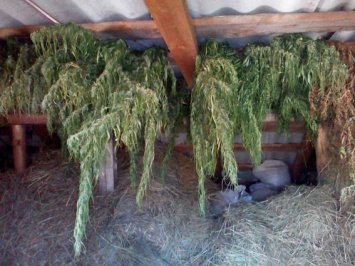 В Константиновке у местного жителя изъяли более килограмма каннабиса