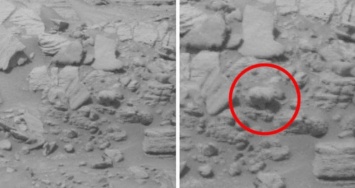 На Марсе нашли живого медведя с шерстью и хвостом