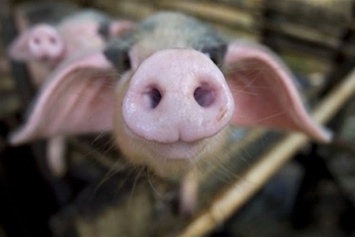 В Николаевской обл. зафиксирован очаг африканской чумы свиней