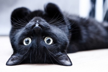 В Киеве выберут самого красивого черного кота