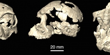 В Испании палеонтологи нашли кости общего предка человека и обезьян