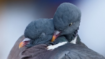 В Запорожье "за решеткой" остались гибнуть голуби