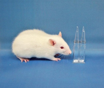 Ученым удалось вырастить в теле крысы тончайший кровеносный сосуд