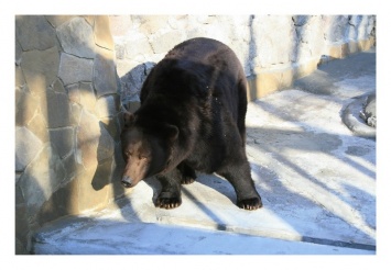 Камчатские медведи в Николаевском зоопарке «отпраздновали» новоселье: и зверушкам хорошо, и посетителям виднее