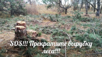Фотофакт: в Запорожской области уничтожают хвойный лес