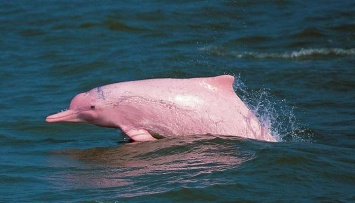 В Гонконге могут исчезнуть «розовые» дельфины