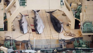 Активисты забили тревогу из-за намерения Японии возобновить охоту на китов