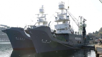 Япония возобновила запрещенный китобойный промысел в Антарктике (ФОТО)