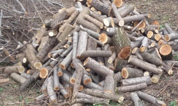 В Днепродзержинске четверо мужчин незаконно спилили более 100 деревьев