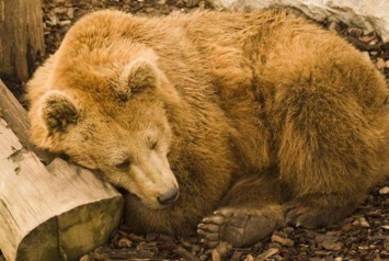 В Запорожскую область перевезут "вредного" медведя