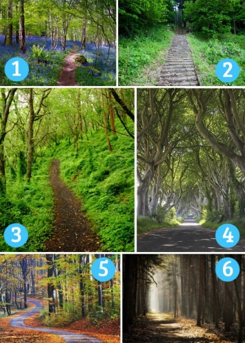 Тест. Выберите лесную тропу - и мы расскажем, какой у вас характер<br>