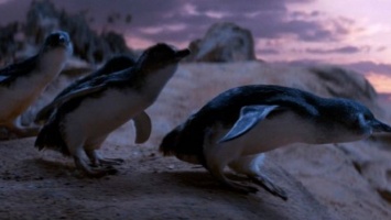 В Австралии собаки спасли колонию карликовых пингвинов