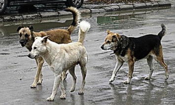 В Днепропетровской обл. чиновники присвоили 2 млн грн, выделенных на бездомных животных