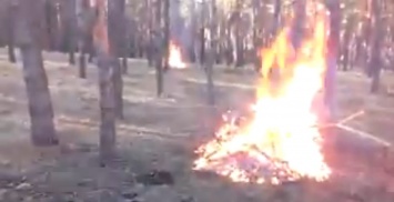 Николаевский активист обвинил участкового из Мешково-Погорелово в покрывании незаконной вырубки деревьев
