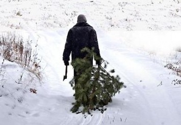 На Днепропетровщине находящегося в розыске мужчину задержали за кражу елки у пенсионера