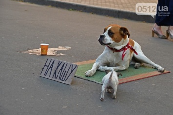 В Николаеве собака, которая собирала деньги «на кашу» ищет нового хозяина