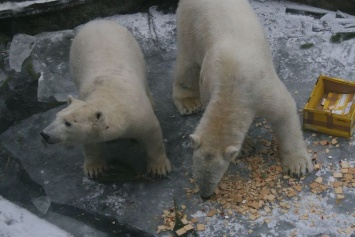 Мишки очень любят&8230; Как в Николаевском зоопарке празднуют именины белого медведя