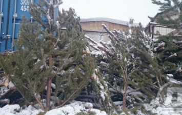 В Днепропетровске с елками справятся дробилки