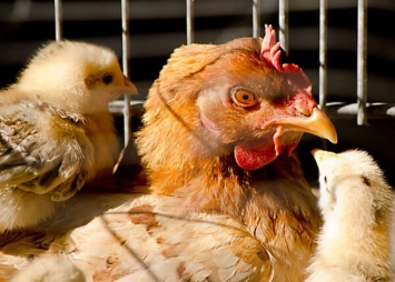 21 причина отказаться от покупки яиц в супермаркете
