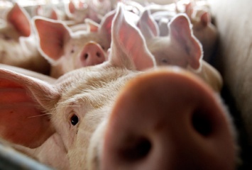 На всей территории оккупированного Крыма объявили карантин из-за африканской чумы свиней