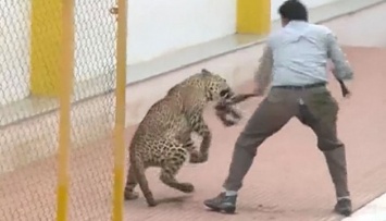 Леопард ворвался в индийскую элитную школу и покалечил шестерых людей