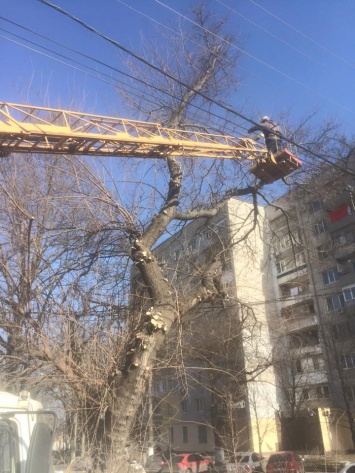 «Плевать они хотели» - депутат Апанасенко возмущен вакханалией с обрезкой деревьев в Николаеве