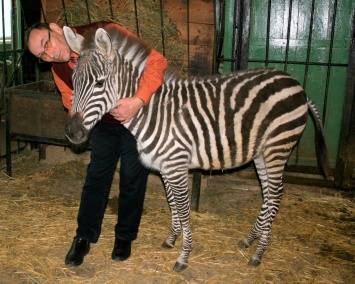 В Николаевский зоопарк прибыла зебра из немецкого сафари-парка
