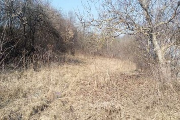 В Киевской области лес отдали под личное хозяйство частников