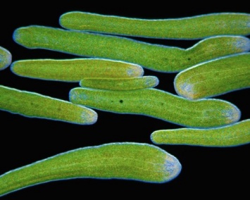Ученые: Мятно-соусные черви способны "превращаться" в водоросли