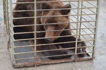 Запорожского бурого медведя отправили в реабилитационный центр