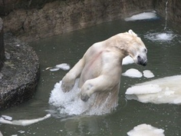 В Международный день белого медведя Зефирка и Нанук в Николаевском зоопарке получили вкусные подарки