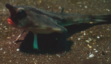 Оказывается, что существует рыба с ногами (фото и видео очевидцев)