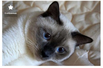 Самые дорогие и редкие коты, которых запорожцы могут купить в интернете (ФОТО)