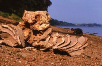 В Бразилии найден древний вид рептилий, существовавших еще до динозавров