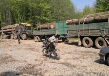 На Закарпатье зафиксировали более полусотни нелегальных рубок леса (ФОТО)