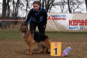 В Бердянске прошла племенная выставка собак