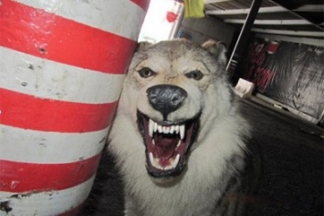 В Киеве пьяные туристы украли из отеля чучело волка (ФОТО)