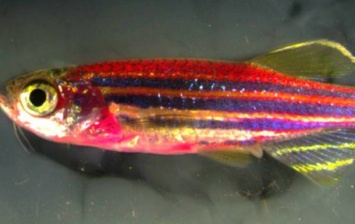 Ученые создали генетически модифицированную рыбу с кожей 70 цветов