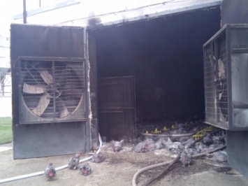Пожар произошел на птицефабрике в Запорожской области