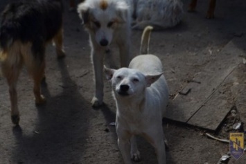Одесские патриоты обвиняют городскую власть в наплевательском отношении к животным (ФОТО)