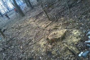 На Днепропетровщине железнодорожники попались на незаконной вырубке леса